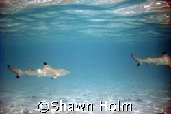 Baby black tipped reef sharks, would come to the shore ev... by Shawn Holm 